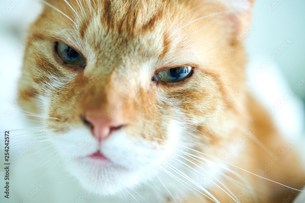 Orange and white domestic cat is watching you. Orange and white domestic cat is watching you.