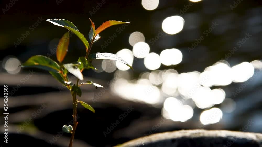 Slow motion of plant moving in the wind. Bokeh of reflections of the bright sky dancing in the background. Slow motion of plant moving in the wind. Bokeh of reflections of the bright sky dancing in the background.