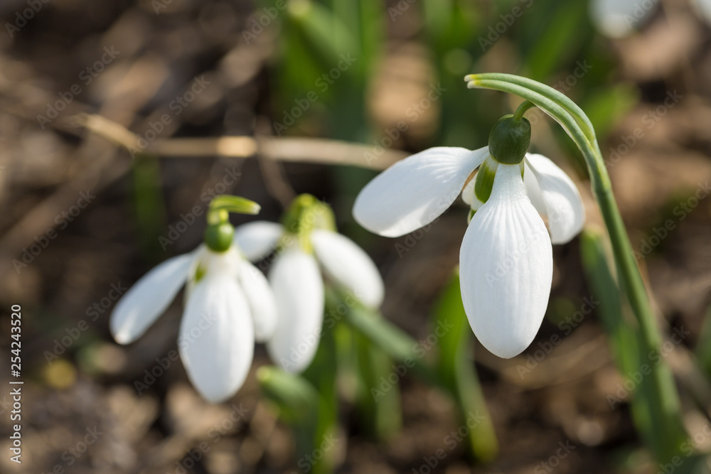 Snowdrop spring flowers in macro shot. The first signs of spring awakening. Snowdrop spring flowers in macro shot. The first signs of spring awakening.