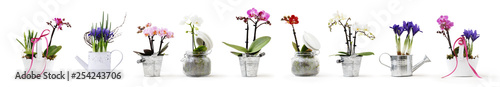 flowers in pots set isolated on white background  web banner with copy space for florist shop concept