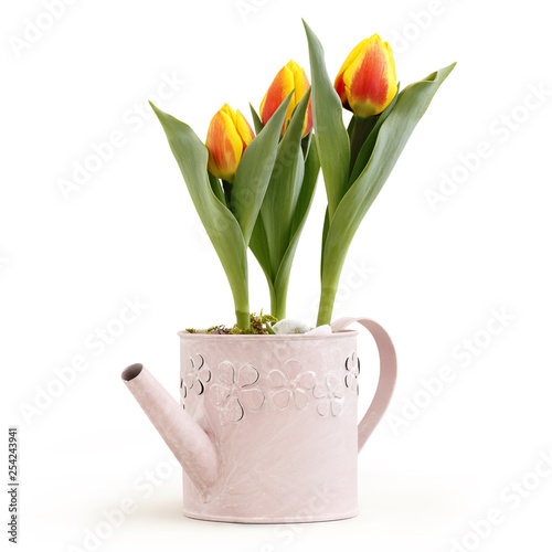 tulips flowers plants in pink watering can isolated on white background, florist shop or gift card present concept