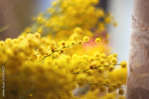 Close-up of mimosa yellow spring flowers on a defocused yellow background. Shallow depth of field. Selective focus. Symbol of international women's day.