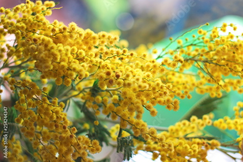 Close-up of mimosa yellow spring flowers on a defocused yellow background. Shallow depth of field. Selective focus. Symbol of international women's day.