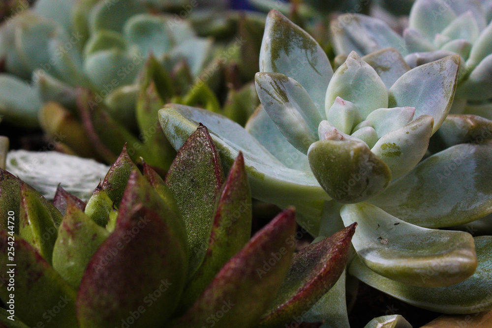 Succulents Succulents