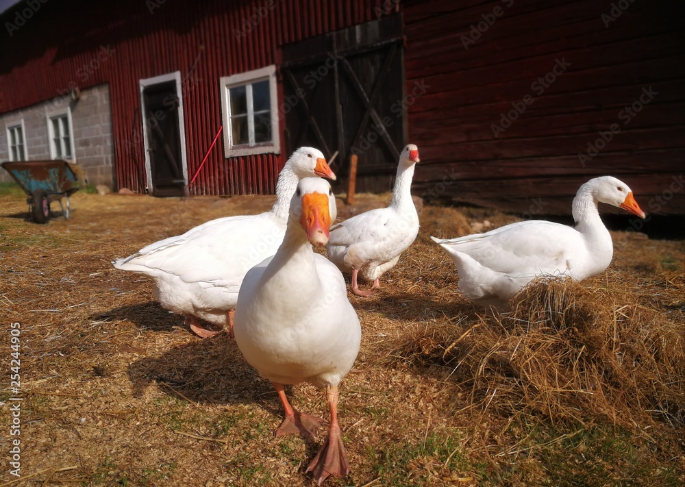 Obraz premium Goose in farm
