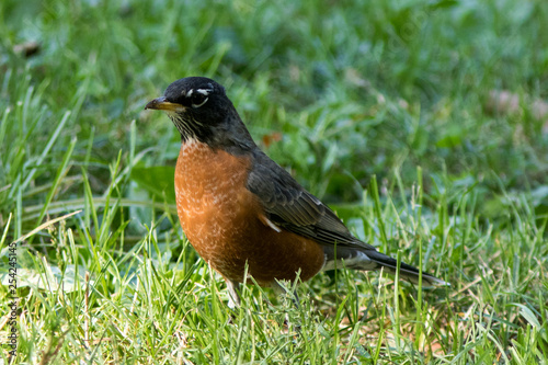 American Robin (Turdus migratorius), adult, male, on a lawn in Central Park, Manhattan, New York, USA.