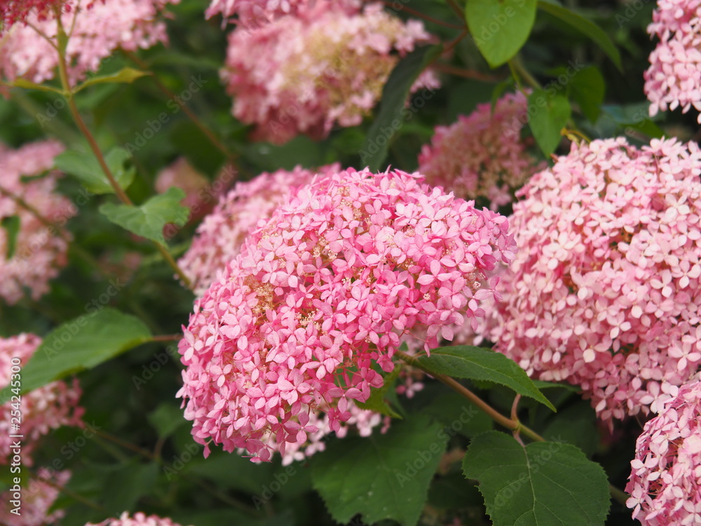 Hydrangea arborescens 'Invincibelle Spirit' Hydrangea arborescens 'Invincibelle Spirit'