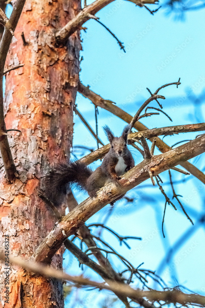 eurasian red squirrel walking in the snow eurasian red squirrel walking in the snow