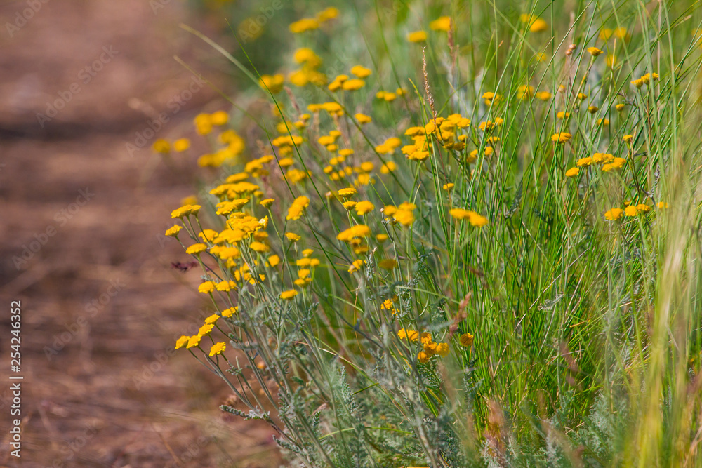 summer flowers camomile blossoms on meadow summer flowers camomile blossoms on meadow