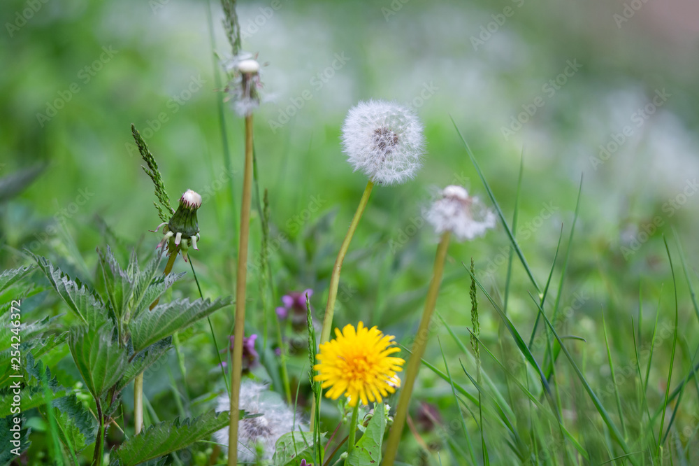 different generation of dandelions from abloom to withered in the meadow different generation of dandelions from abloom to withered in the meadow