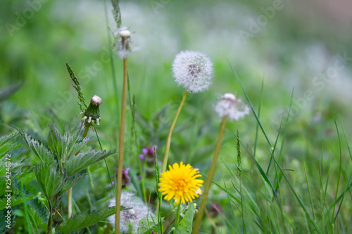 different generation of dandelions from abloom to withered in the meadow