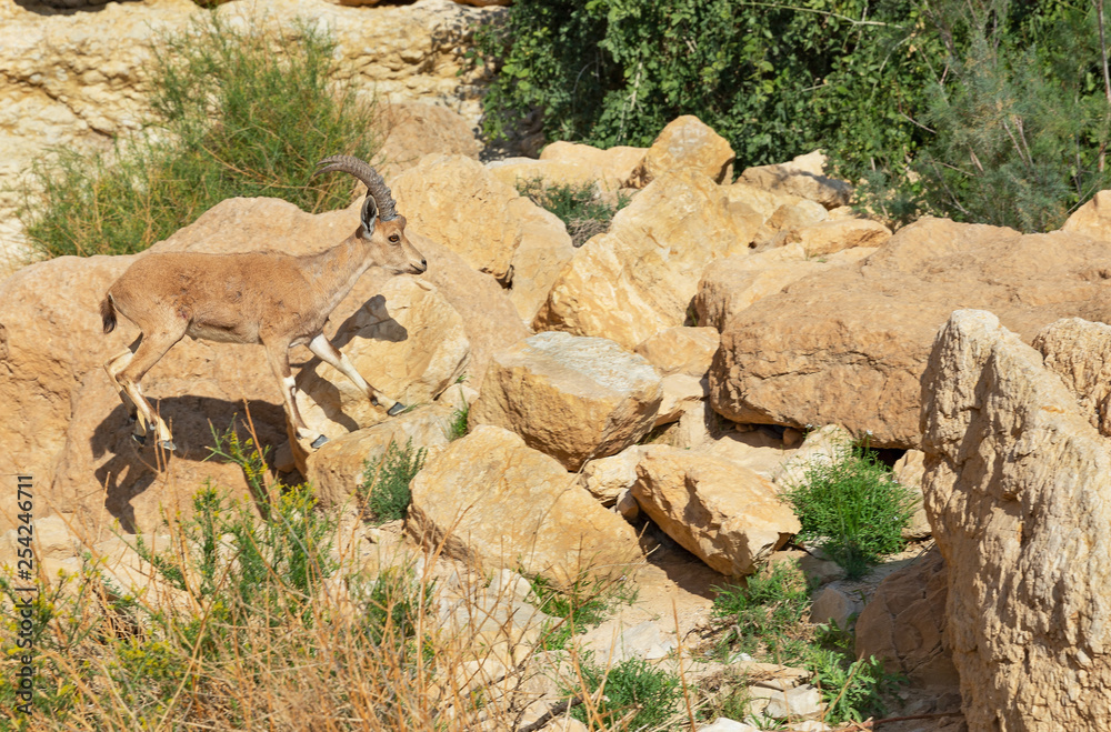 mountain goat in the mountains of the desert of the Negev mountain goat in the mountains of the desert of the Negev