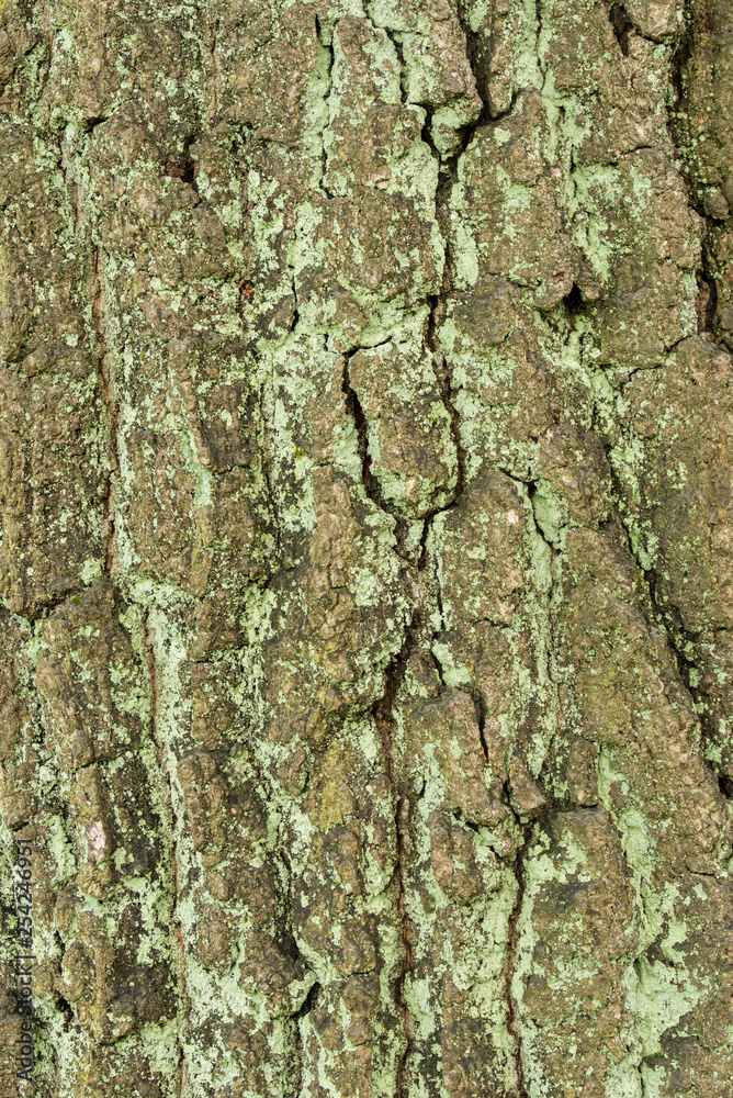 old oak tree bark texture background old oak tree bark texture background