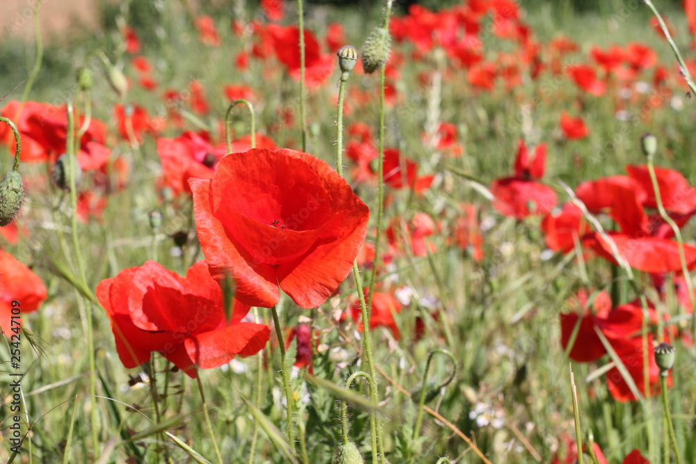 Naklejka premium mohn
