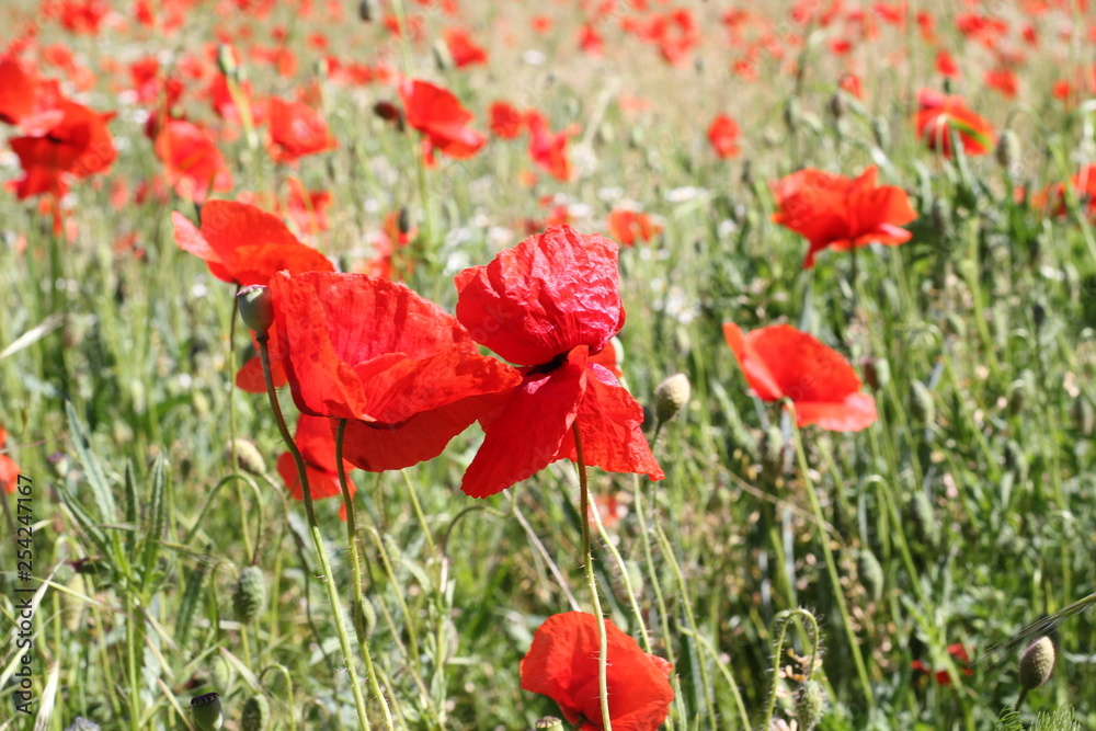 Obraz premium mohn