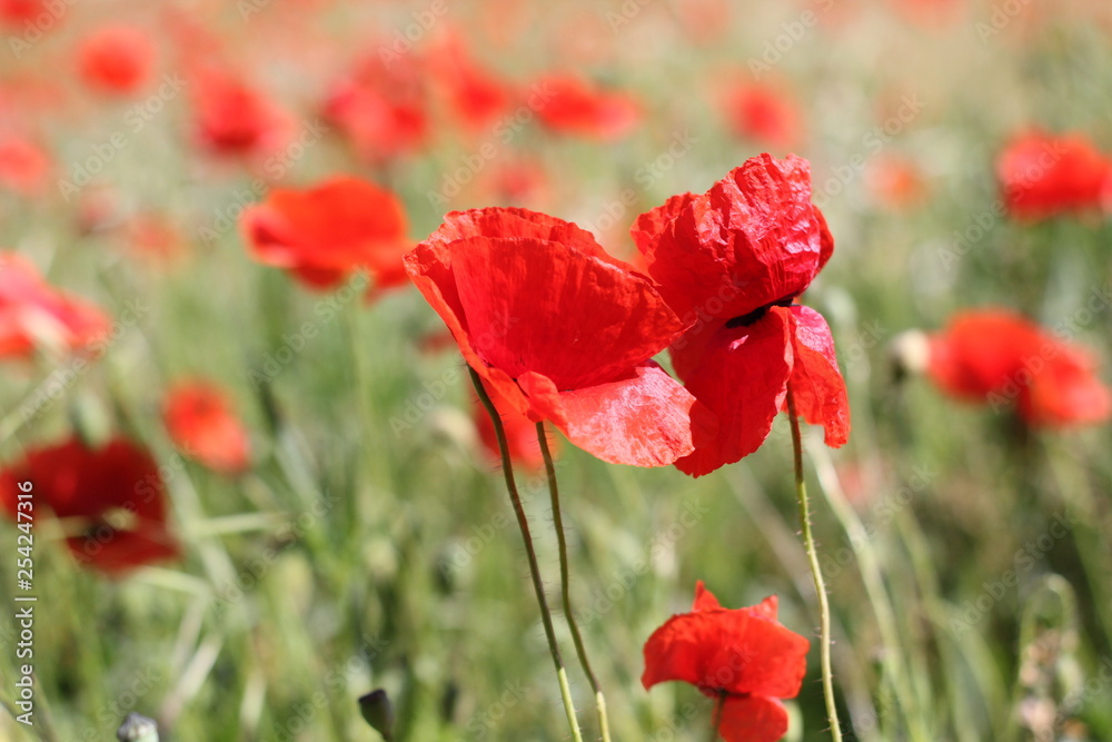 Obraz premium mohn