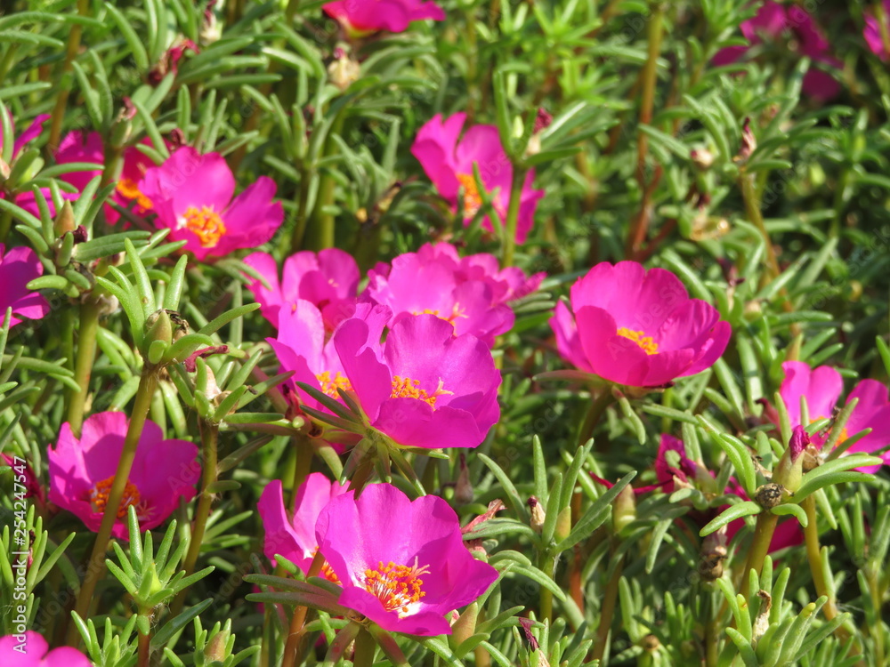 Fototapeta premium pink Paeonia in the garden