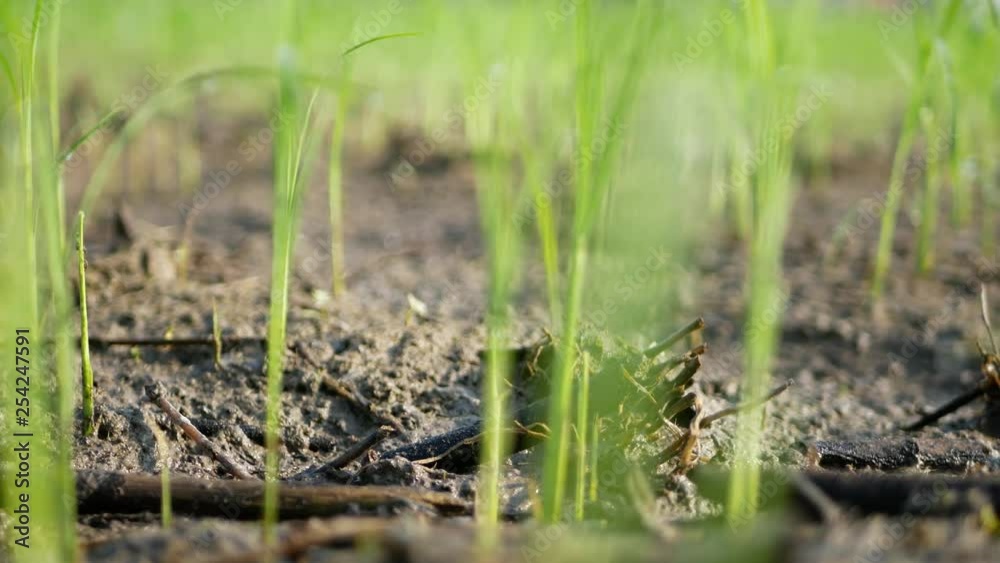 Selective focus and close up of a paddy fields with transplanted seedlings Selective focus and close up of a paddy fields with transplanted seedlings