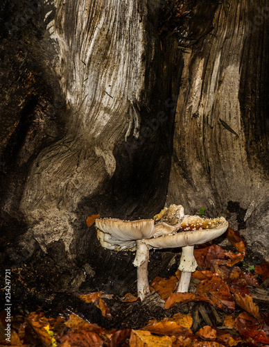 Fotografie two rotten fly agarics in the autumnal forest