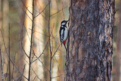 The spotted woodpecker sits on a tree trunk.