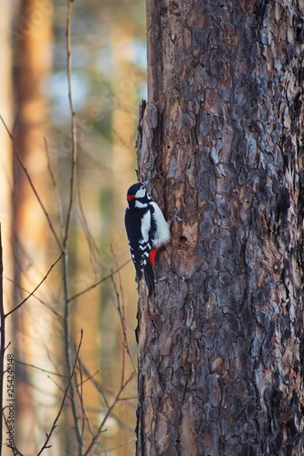 The spotted woodpecker sits on a tree trunk.
