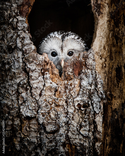 Ural Owl hidden in a tree hole looking out curiously - National Park Bavarian Forest - Germany