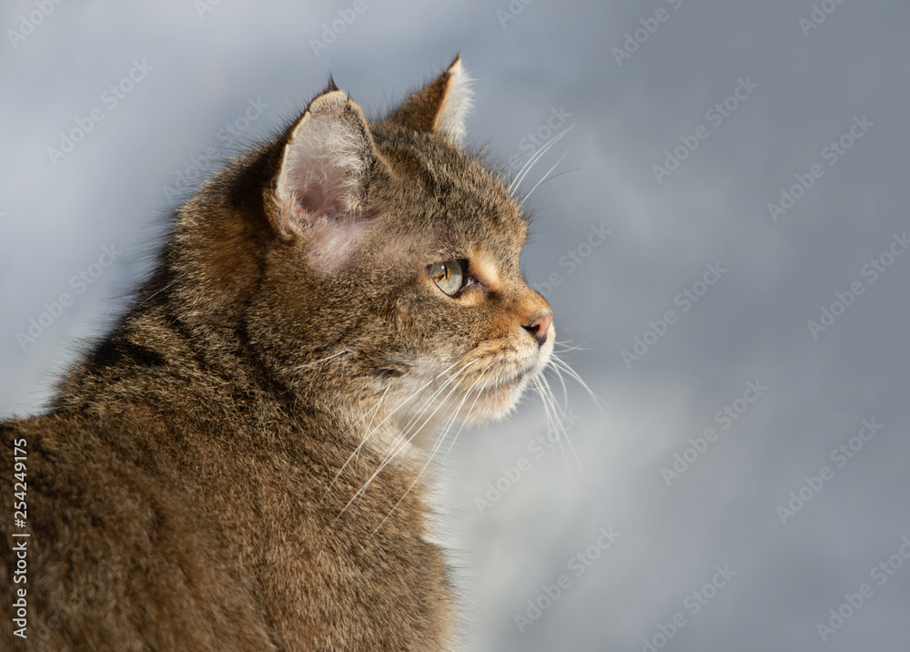side face portrait of an European Wildcat - National Park Bavaria Forest - Germany