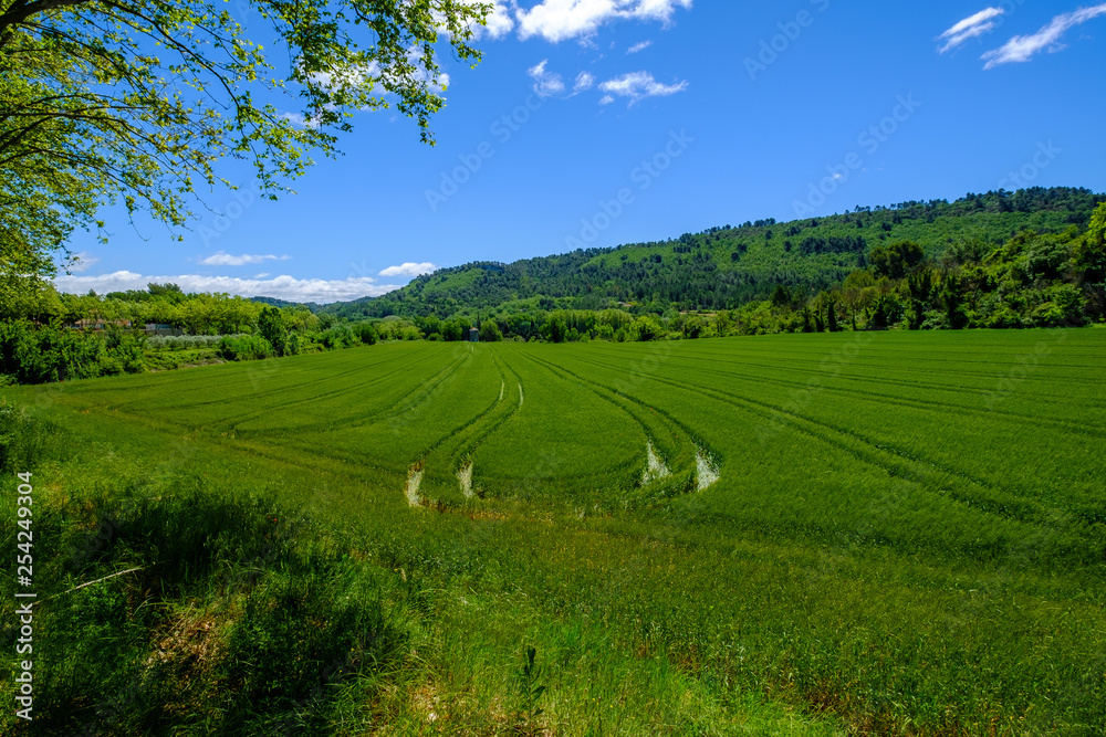 Champ de blé au printemps. Provence, Luberon, France. 