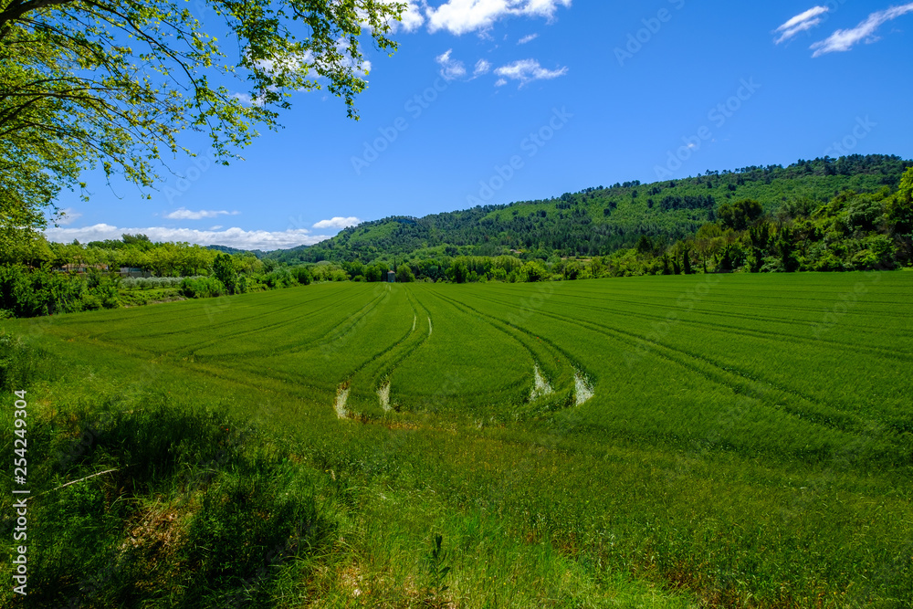 Fototapeta premium Champ de blé au printemps. Provence, Luberon, France.