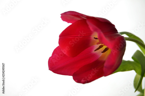 red Tulip on white background