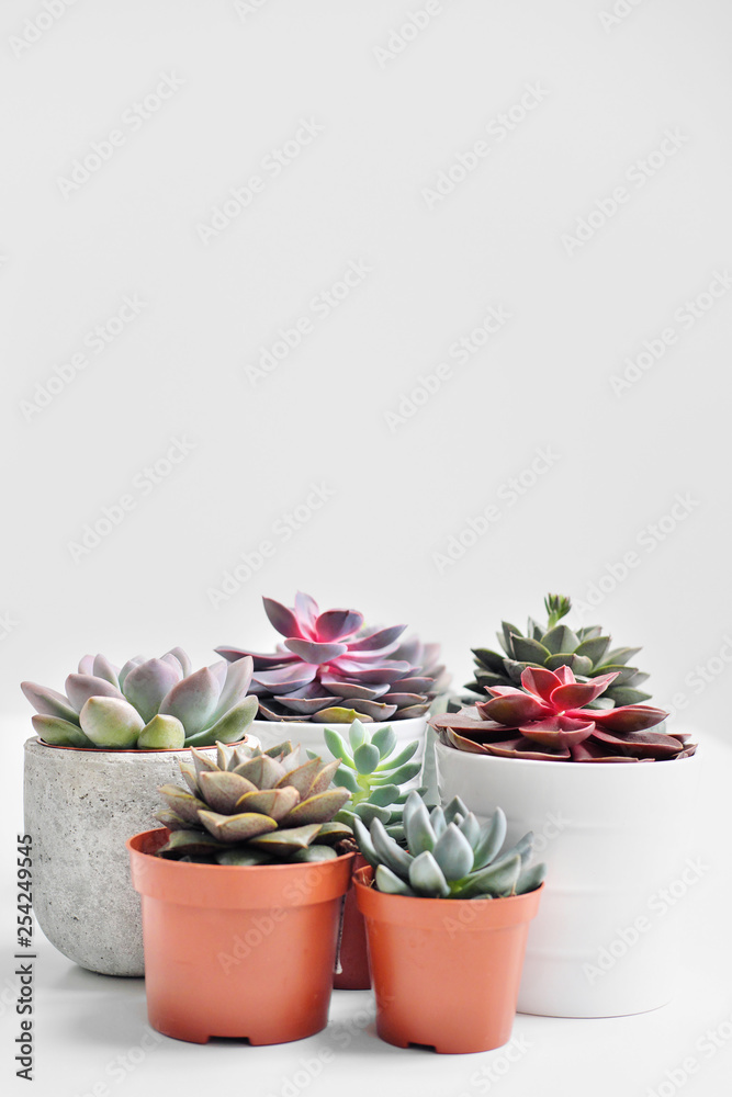 Green plants in cement concrete and white pots, colored succulents, stand on white table and shelf. The concept of florist and flower shop.