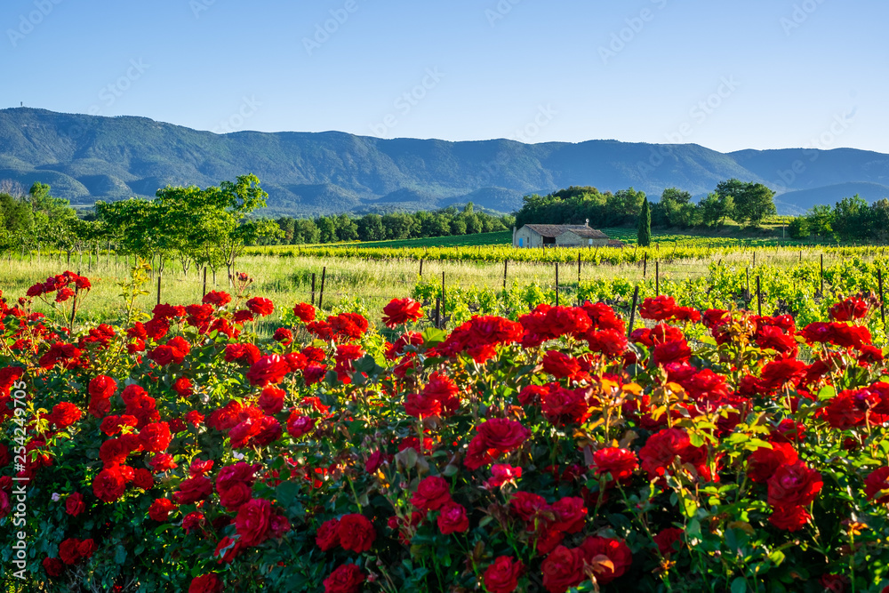 Paysage de Provence au printemps: les vignobles, les rosiers rouge, montagne Luberon en arrière plan.