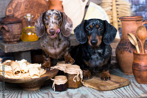 Photography dachshund dogs lick face muzzle and food  pancakes