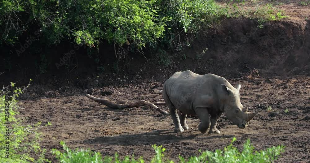 rhinoceros in kruger park in south africa rhinoceros in kruger park in south africa