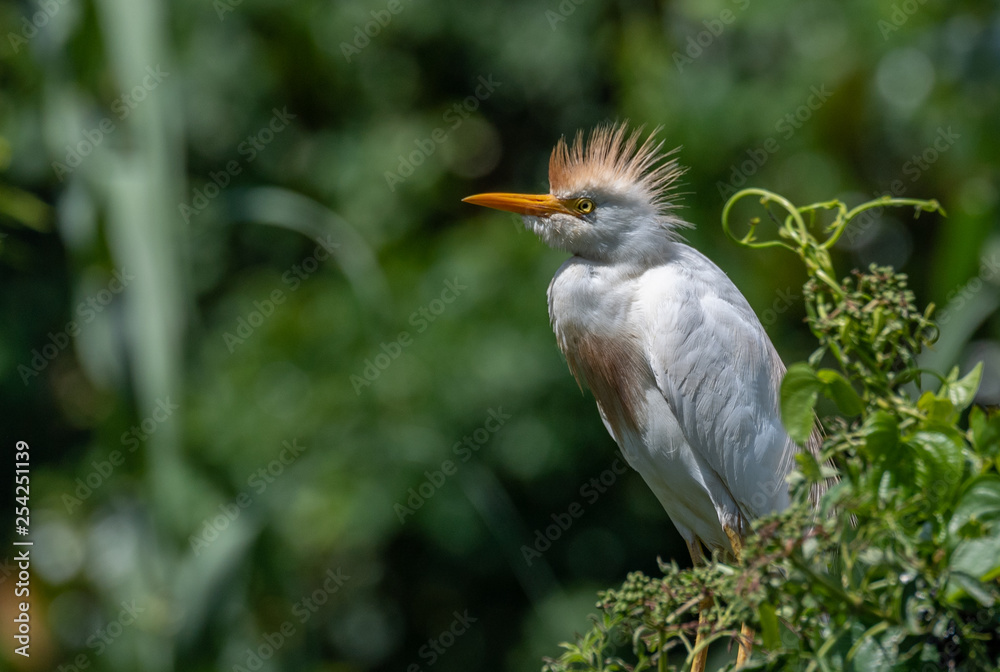 Fototapeta premium Cattle Egret 