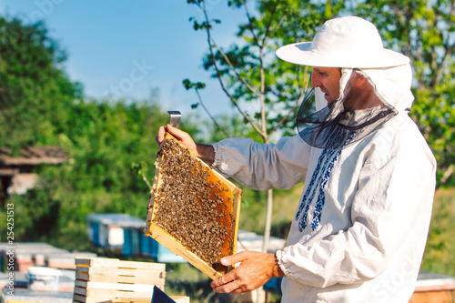 Apiarist man checking wooden frame with bees before harvesting honey in apiary on a sunny day. Beekeeper in protective workwear inspecting frame in the garden