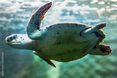 Tartaruga marinha nadando photo