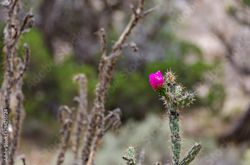 Pink Flower on Desert Cactus