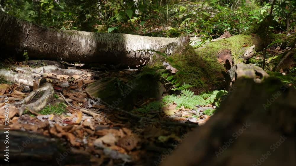 shadow time lapse moving through the forest. shadow time lapse moving through the forest.