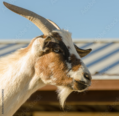 Quadro su tela Pensive Goat