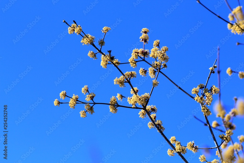 The branches of a flowering Cornus mas The branches of a flowering Cornus mas