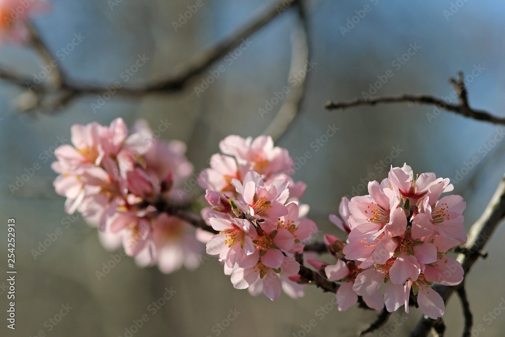 The branches of a flowering almond The branches of a flowering almond