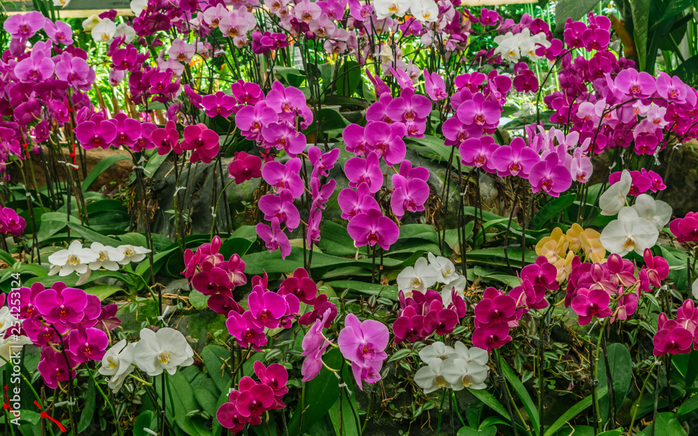 Beautiful orchids background