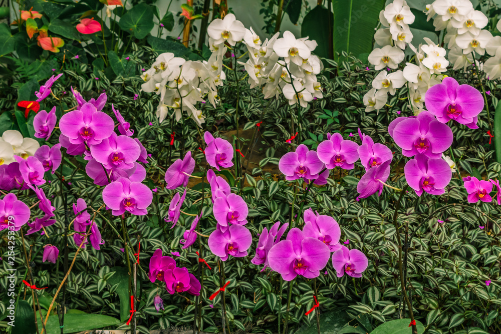 Fototapeta premium Beautiful orchids background