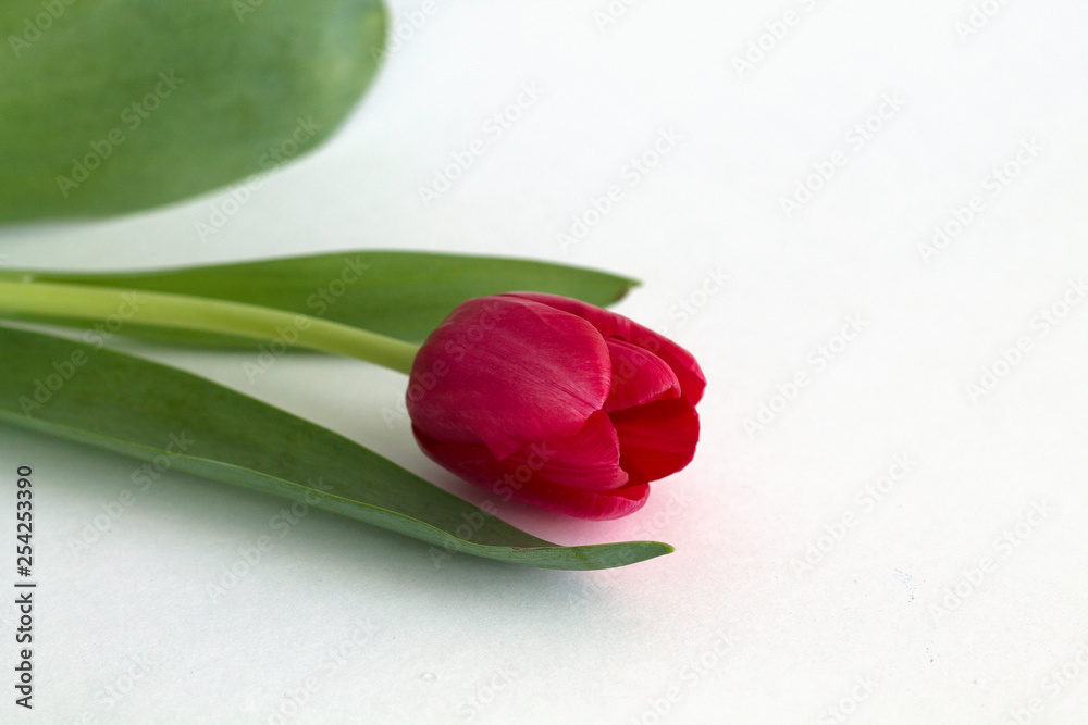 Bouquet of red tulips. Bouquet of red tulips.
