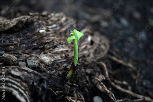 shoots will grow new banana tree midribs