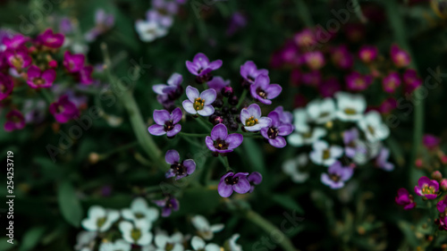 Tiny purple and white flowers