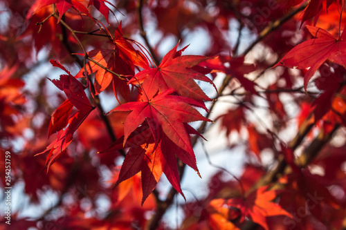 Red Japanese Maple tree leaves in Autumn