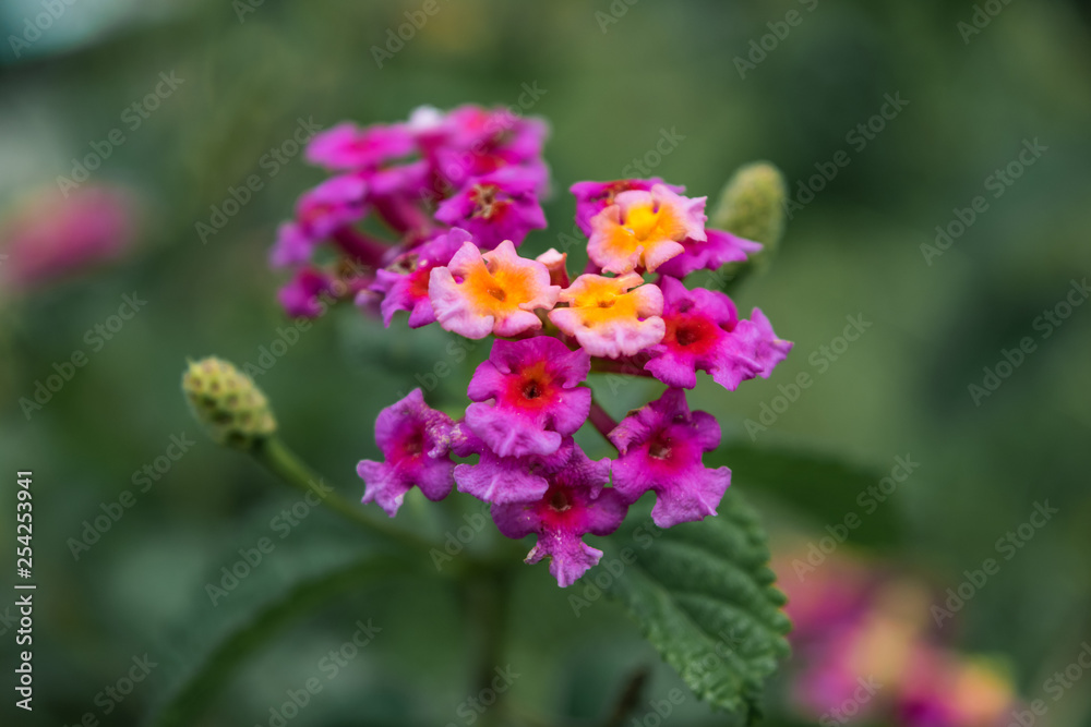 Bunch of tiny yellow and pink flowers Bunch of tiny yellow and pink flowers