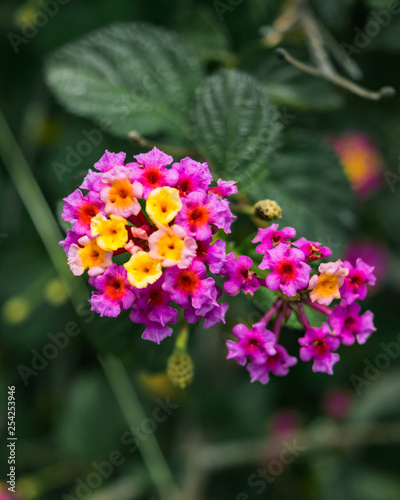 Bunch of tiny yellow and pink flowers